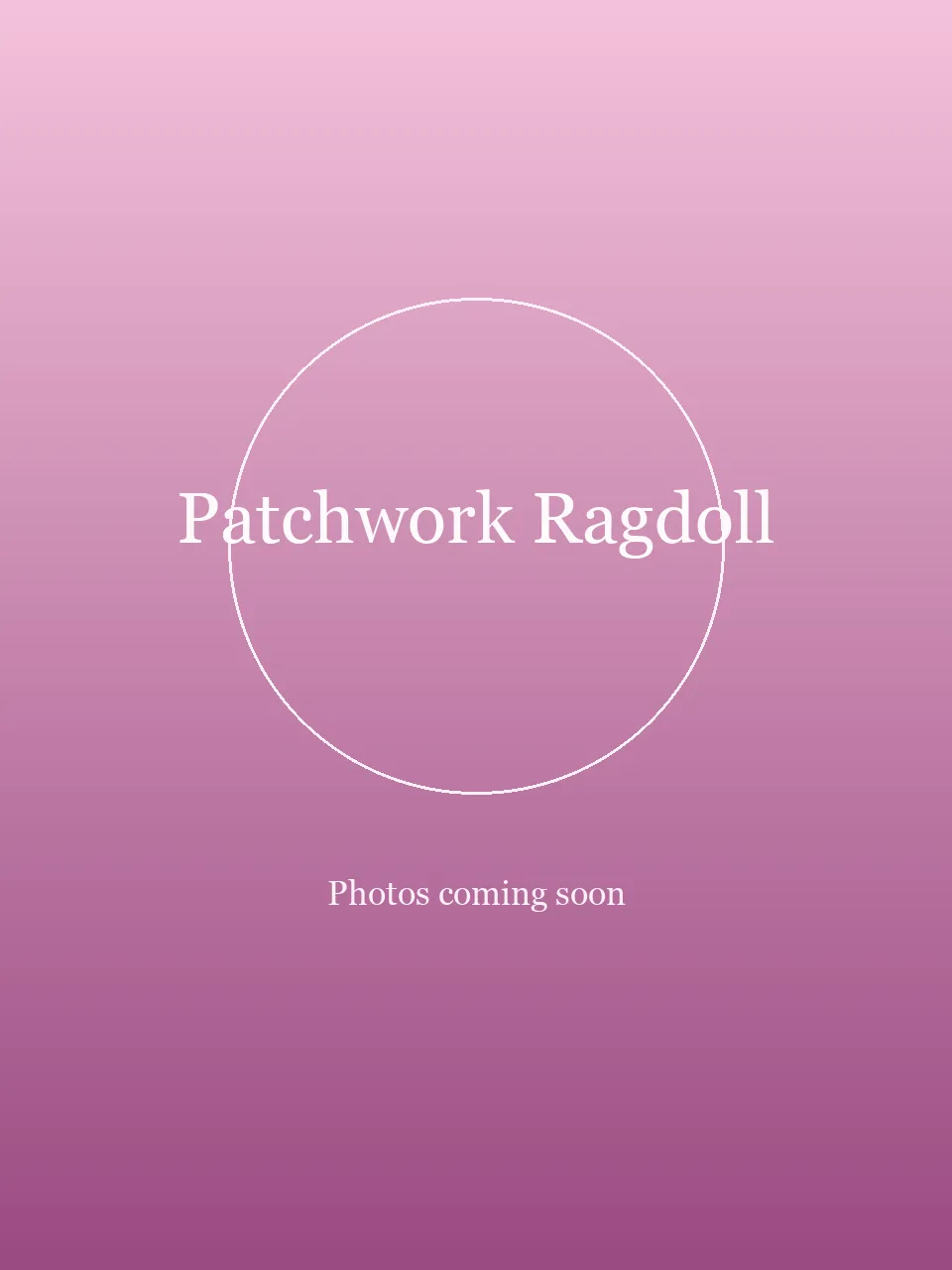 Patchwork Ragdoll party character in Orange County